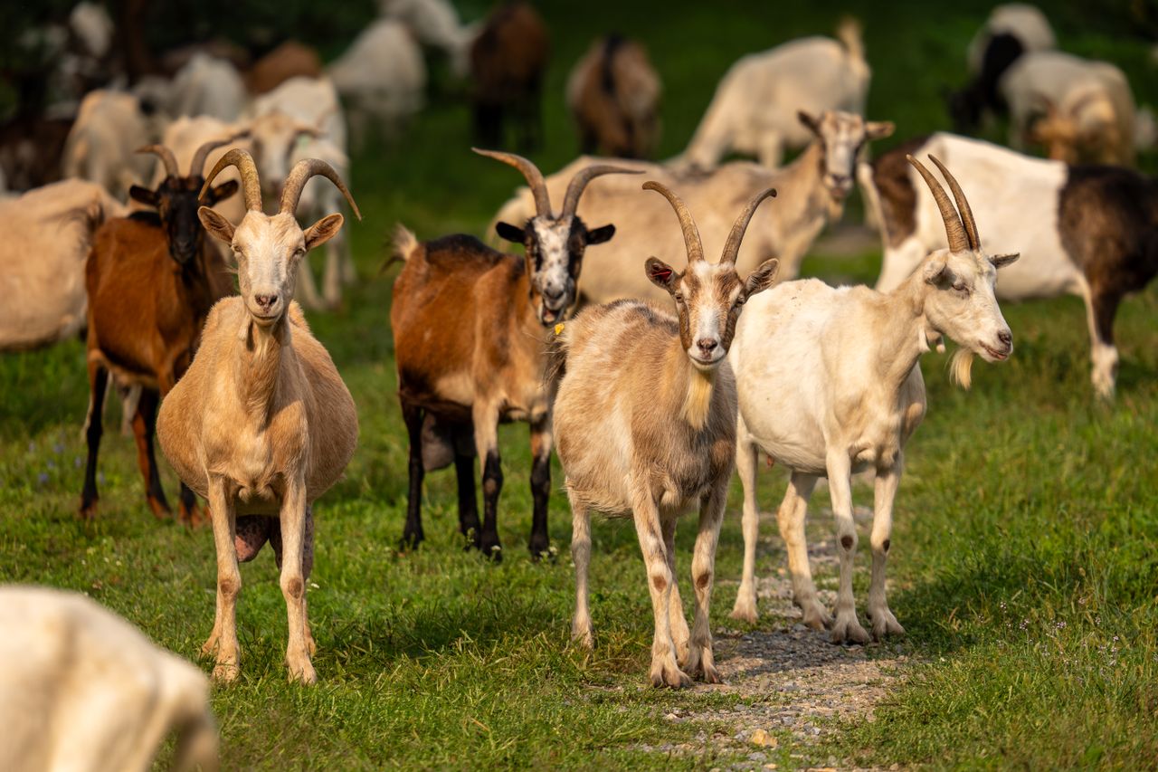 A herd of goats grazing in a lush green field in Kaniška Iva, Croatia, showcasing rural life.