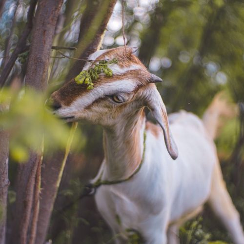 A young goat nibbling on leaves in a lush forest setting, showcasing natural wildlife behavior.